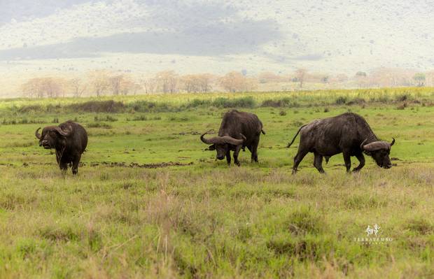 Buffalo