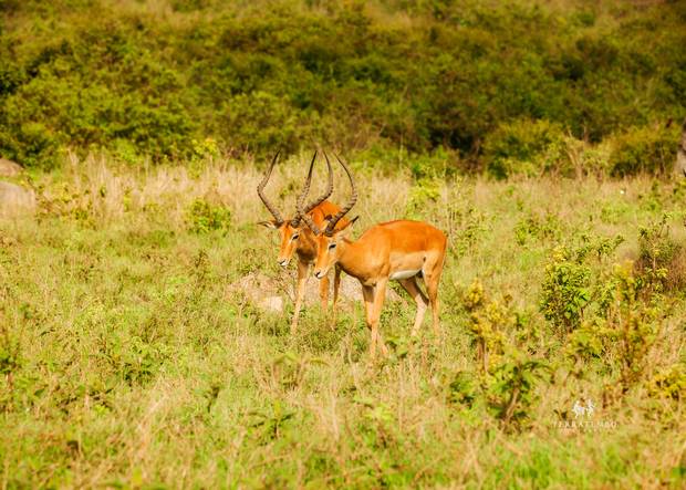 Gazelles