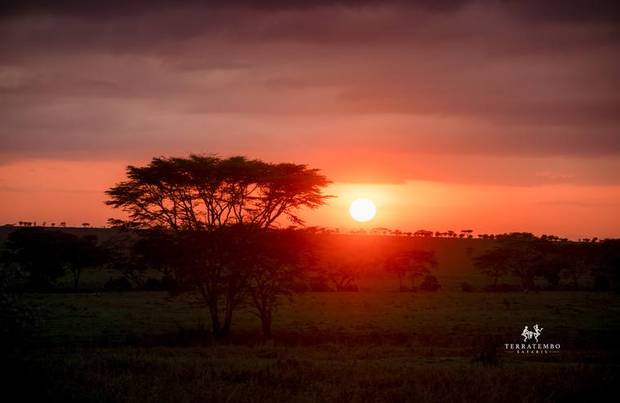 Sunset over the acacias