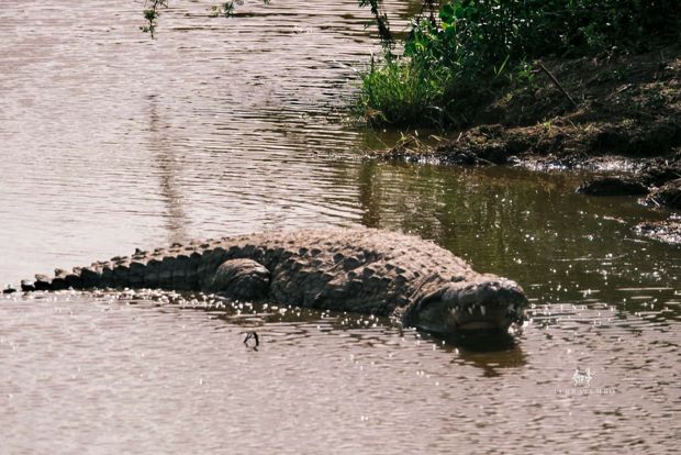 Crocodile on the riverbank