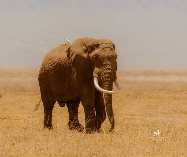 Elephant in the golden dust