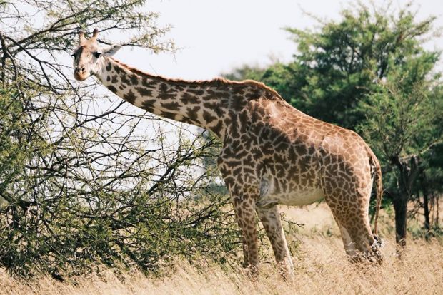 Giraffe feeding on acacia