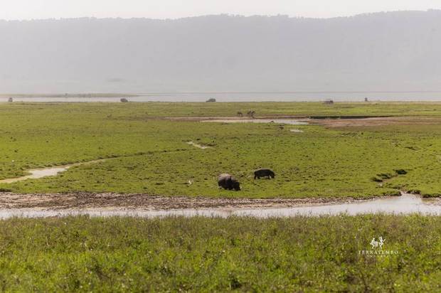 Hippos in the marsh
