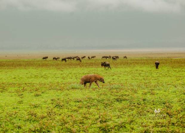 Hyena on the plains