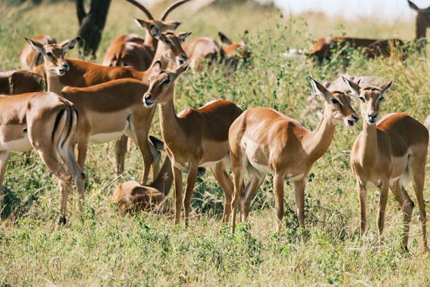 A group of impala