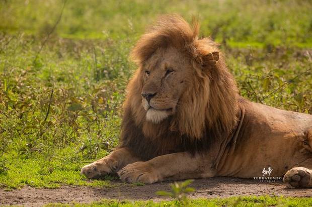 Lion at rest