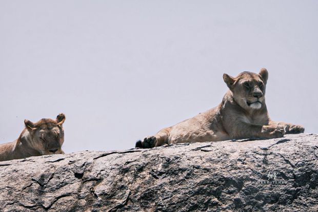 Lions resting on a rock