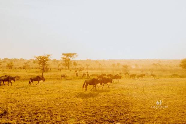 The Great Migration