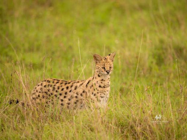 Serval in the long grass