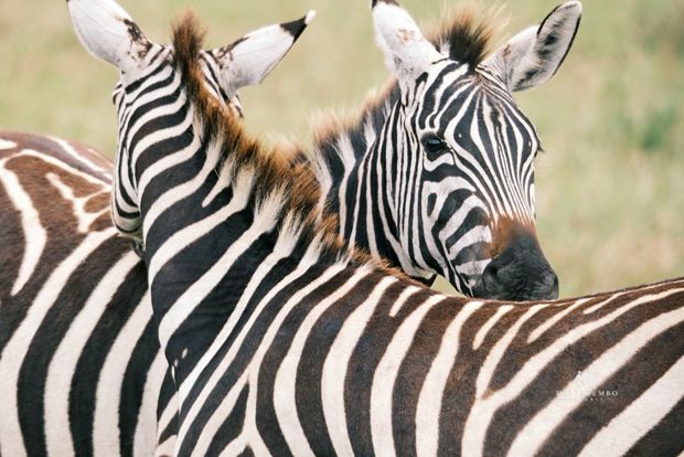 Zebras, close up