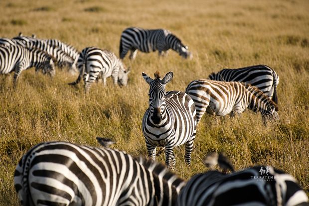 Zebra herd, wide plains