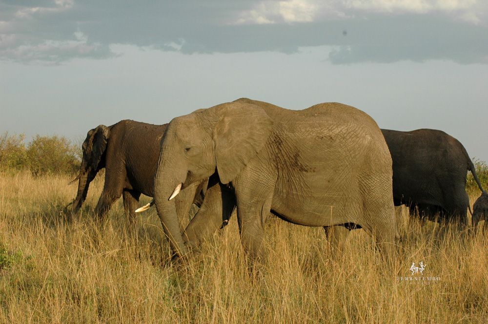 Tarangire